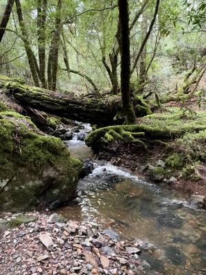 A moment of Zen #tamalpais #marincounty #mounttamalpais #northernalifornia #momentofzen #relax #peachyslime 