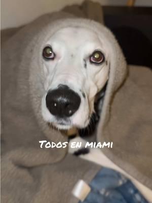 Que friooooo! #miami #chiste #perrito #dalmata 