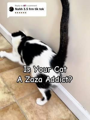 Replying to @🇵🇷 let your cat dabble in a doobie‼️😻#cats #meowijuana #catnip #catdad #zaza 