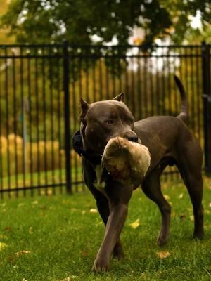 Cheesecake 💙🐾🐾🍂🍁 . #merle_mansion_bullies #merle #merlebullies #puppy #puppies #pitbull #pitbulls #minneapolis #minnesota #americanbullies #americanbully 