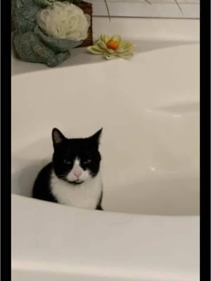 My cats love running water! #waterbowl #cats 