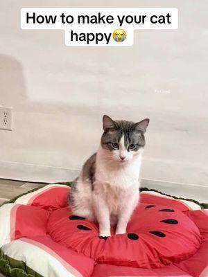 Love this pet bed super cozy and can turn into a flat bed or bowl bed so cute 🥰 my cat loves It and it keeps him nice and warm #petbed #catbed #dogbed #petbeds #watermelonbed #cats pet bed pet bed 