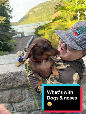 Maine flashbacks 📸 I spy Miles! 😊 #golittlelevi #littlelevi #tracker #acadianationalpark #fyp 