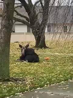 #natures #gorgeous #wild #life #absolutely #fabulous #moose #and #baby 