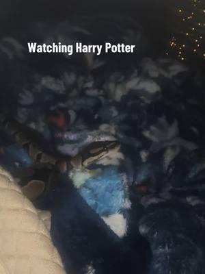 Just a sneak watching TV #ballpython #mitch #finnsflock #harrypotter 