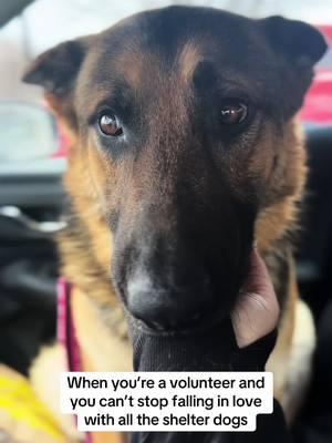 Adopt Louie. He’s at @Benton Franklin Humane Society. ❤️ #volunteer #shelterdogsrock #germanshepherd #kennewickwa #tricitieswa 