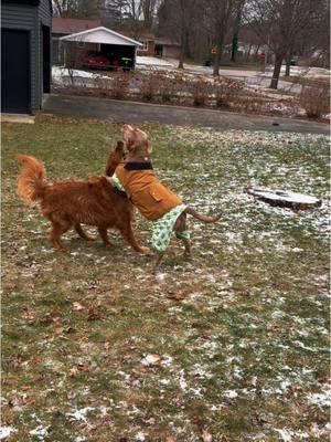 i truly could watch them play for hours, they’re so unintentionally funny😭 very amusing dogs to watch play i’d say😂 #fyp #fypシ #dogsoftiktok #cash #copper #redgoldenretriever #americanpitbullterrier #americanstaffordshireterrier #dogneighbor #neighbors #dogbffs #dogplaytime 