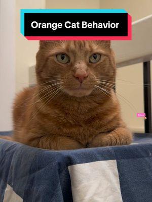 Is anyone else’s #orangecat like this? #orangecatbehavior #orangecatsoftiktok #rescueanimals #gingercat #gingercats #adoptdontshop #faunaempath #orangecats #orangecatsarethebest  #gingercatsoftiktok #seniorcat #rescuekitten #rescuekittens #seniorcatsoftiktok #seniorcats 