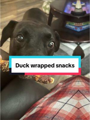 #creatersearchinsight #safeanimalshelter #shelterpetsoftiktok #shelterdogsrock #petdeals #pethealthandwellness #duckandchickentreats #ducktreatsforpets #dogtreatsandtoys 