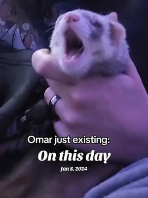 #onthisday #ferret #cute #cuteferret 