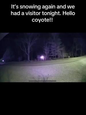 Late night visits from a coyote && we got more snow!! #coyote #kentucky #fyp #nighttime #snow #yotes #lakecumberland 