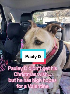 Pauly has been here way too long and he is a senior now. He loves all people but should be the only animal in the home. #safeanimalshelter #shelterpetsoftiktok #shelterdogsrock #adoptabledogsoftiktok 