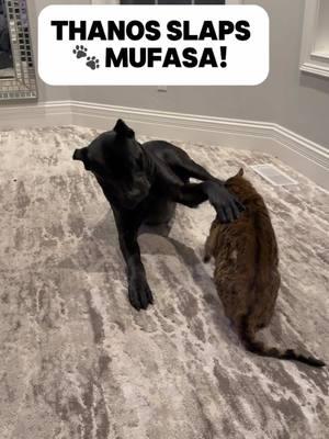 Wait for that slap 👋🏼!! #viral #video #viralvideo #viraltiktok #viral_video #trending #trendy #Love #tiktokcats #cat #cats #capcut #funny #trendingvideo #canecorso #canecorsoitaliano #canecoraopuppy #canecorsolovers #dog #dogs #dogsoftiktok #doglover #catlover 