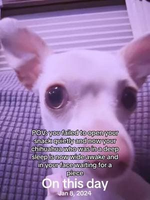 #onthisday another old video made last year this same day (gonna be just sharing these until I’m not sick 😂) #fyp #fypシ #foryou #parati #lol #dog #doggo #dogs #dogsoftiktok #dogtok #dogmeme #meme #pet #pets #PetsOfTikTok #chihuahua #chihuahuastiktok #chihuahuas #viral #blowthisup 