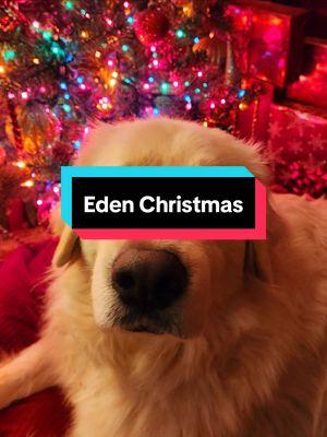 Eden loved laying under the tree at night after she came in from checking the fence line.  She loves walking the fence line before Nite Nite time. #greatpyr #greatpyrenees #livestockguardiandog  #christmasdogs #bigdogs #animalsanctuary #Christmas #rescueddogs #silentnight