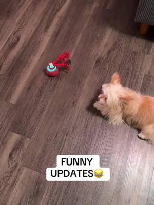 OUR PET DESERVE THE BEST!!!♥️♥️♥️♥️♥️♥️♥️♥️♥️♥️♥️ #funny #chase #funnyvideo #lol #omg #perfect #hilarious #present #ball #interactive #touch #smart #intelligent #energy #Home #pet #Running #around #fyp #fy #fypage #fypシ #fypdongggggggg #explore #happy 