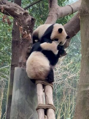 Watch my agile movements with a hint of competitiveness and possessiveness, the king of the tree is here! (Ji Fu)  #panda #giantpanda #pandalover #fyp