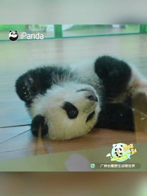 Come to visit Mei Zhu, and you will walk away with your camera loaded with cute footage.  #panda #giantpanda #pandalover #fyp #meizhu #chimelong