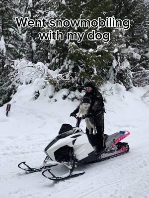 My husky and my old Arctic Cat 😅 #snowmobiling #SledLife #MountainRiding #BackcountrySledding #SnowmobileAdventures #PowderSledding #AdrenalineRush #WinterVibes #SnowDay	#sledhead 