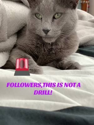 🚨 @followers, this is not a drill! i could be chosen as America’s favorite pet 🇺🇸. But i need your help! Voting link here and in bio. Thank you!!!  https://americasfavpet.com/2025/meowzart-4d25 #catsoftiktok #cutecat #greycatsoftiktok #graycatsoftiktok #greycat #kittiesoftiktok #kittycat #cutecatsoftiktok #sassycats #greykittycommittee #graykittylove #graykittycat #greykittyclub #greykittycat #meowdel #meowdeling 