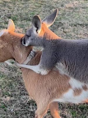 Bruce is sick and tired of goat, stealing food. #goatsoftiktok #kangaroojack 