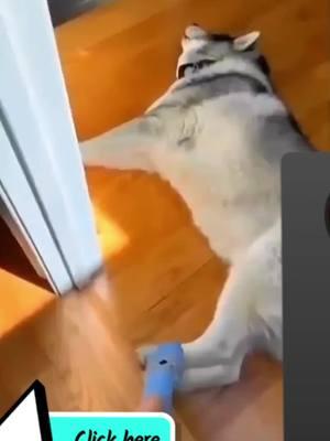 #funnyvideos #funnyanimalstiktok #videoscomedia #seguidores❤ #perrostiktokers 