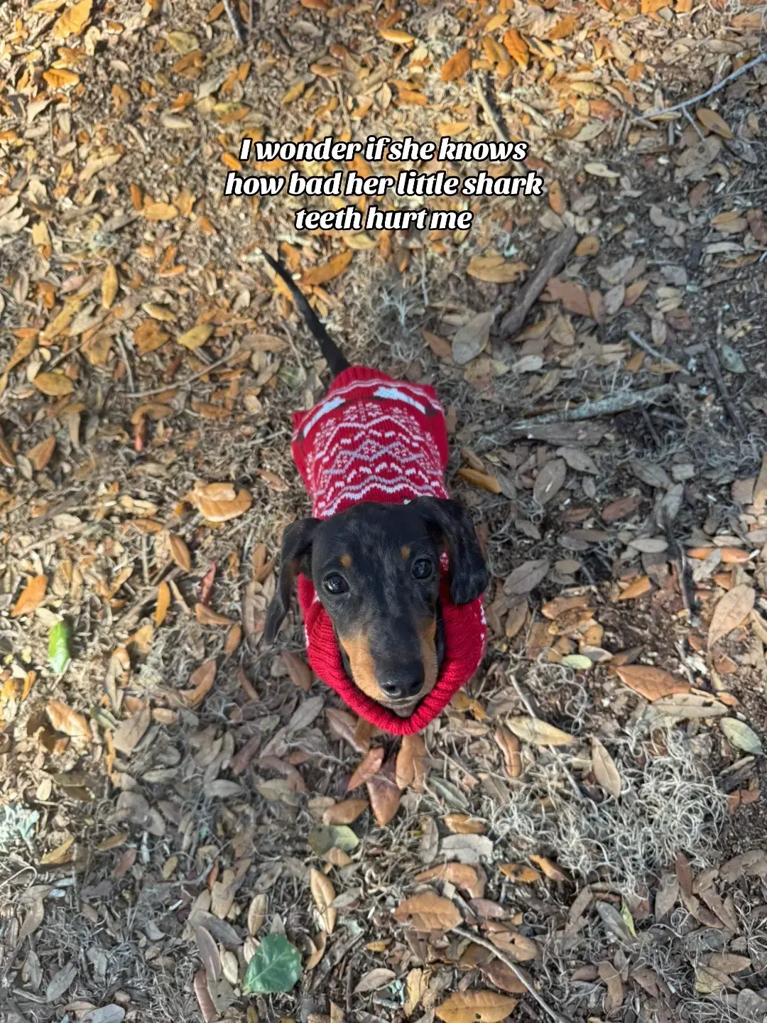 SOS 😅🥹 #dachshund #puppytiktok #dachshundpuppy #rawr #puppystage 