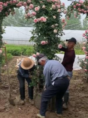 🌈🌹Las rosas son hermosas y fragantes, las semillas pueden crecer con tierra y agua, sin miedo al sol y la lluvia y la nieve, y florecen en primavera, verano y otoño. Se pueden plantar macetas o patios. ¡¡ planta las semillas y disfruta del jardín que florece cada año!💐🌞 #climbingrose #climbingroses #climbingroseseeds #easytogrow #growupwithme #seeds #flowerseeds #garden #gardengoals 