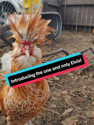 Introducing the one and only Elvis 🤣🤣🤣 This gypsy rose sound byte unalives me with laughter every time I hear it 🤣🤣🤣 #elvisthero #fyp #elvis #gypsyrose #thechadhimself #chad #kenurker #theoneandonly #viraltok #viralvideo #chickensoftiktok #roostersoftiktok #polishrooster 