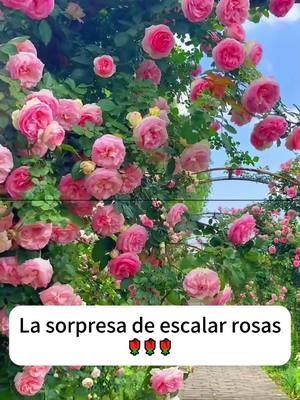 La sorpresa de escalar rosas #srkgardenshop5 #outdoor #climbingrose #mixcolor #reelsus #viral2025🔝  