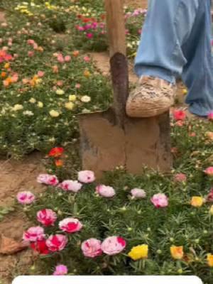 ¡¡ plantar las flores solares que pueden florecer cada año se convertirá en un mar de flores el próximo año! Las flores solares de doble pétalo florecen en todas las estaciones, las semillas se derraman en la tierra, el riego puede germinar y florecer, las flores son hermosas y fragantes.   #flowers #fcgarden #balconyplants #tiktokshopblackfriday #gardengoals #timelessbeauty #timelessbeauty  #homeplant      