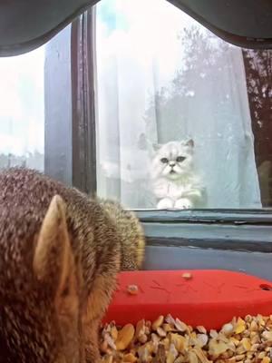 I’ll watch your whole family eat dinner  👁️ 👁️ #peepingtom #cats #funnyanimals #birdbuddy 