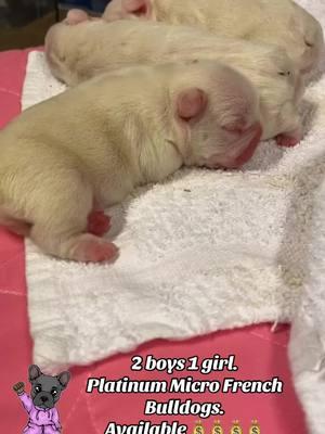 #fypシ゚ #PetsOfTikTok #cutepuppy #microfrenchie #pupsoftiktok #frenchbulldog 