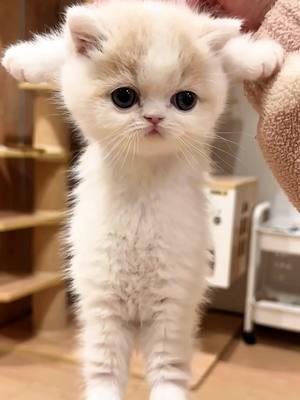 - cute kittens❤️❤️🥰🥰🥰#pet #cat #catsoftiktok #cutecat #cutecatvideos #lovecat #kitten #kittensoftiktok #lovecatsoftiktok #fy 