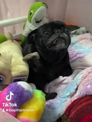 Maggie Mae is a problem everyday. #badbitch #genx #cutepug #blackpug #seniorpugsoftiktok #maggiemae 