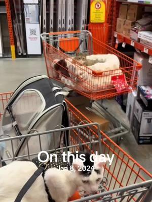 Leo meets Will on this day last year #catdad2020 #catsoftiktok #homedepot #onthisday 