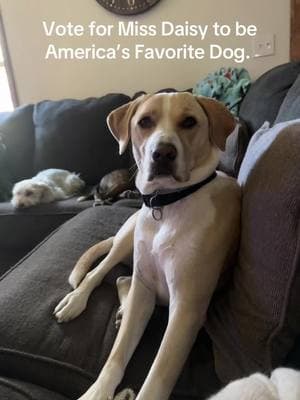 Please vote #americasfavoritedog #americas #favorite #dog #vote #ourgirl #missdaisy #furbaby #furbabylove #4th #needyourhelp 