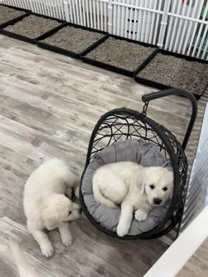 Good Morning ☀️🐾♥️ #doggy #goldens #fyp #goldenlove #puppycuddles #puppylife #englishgoldenretriever #babypup #puppy 