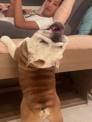 Hello!! 🤗🤗🤗 Credit: on IG house_of_bulldogs . . . . . . . . #englishoftiktok #englishbulldogpuppie #englishbulldogpuppiesoftiktok #bulldogoftiktokbulldog #englishbulldogsoftiktok❤️👑 #englishoftheday #englishbulldogloves #bulldogoftiktokbulldog #englishbulldogsoftiktok #englishbulldogs #englishbulldogpuppiesoftikt 