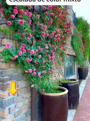 Do you want to have a garden that your neighborswill envy in the winter ? #rose #xlgarden #indoorbloom #gardengoals #gardening #timelessbeauty #tiktokshopcybermonday #winterplants #flowerlover 