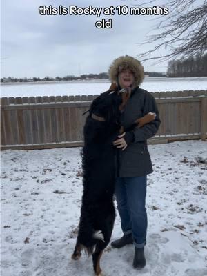 Rocky the Bernese Mountain Dog Puppy is 10 months old 🐶 #fyp #foryou #foryoupage #dogmom #momof4 #bernesedaily #bernesemountaindogs #bernesepuppy #dog #doglover #bernesemountaindog  #bernesemountaindoglovers #bernese #puppy #puppylove  #puppiesofig #bernesemountaindogpuppy #dogsofinstagram 