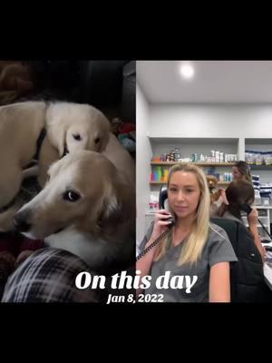 #onthisday #goldenretriever #fyp #goldentok #dogtok #PetsOfTikTok #goldensoftiktok 