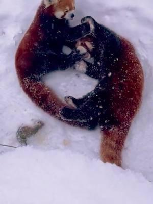 Red panda’s Spring and Ketu make the shape of a heart when wrestling together in the snow! 🥺❤️ Red pandas have a thick double-layer of fur that acts as insulation and helps them stay warm in their native Himalayan climate. In fact, their entire body (including the bottoms of their feet) is completely covered in fur, except for their nose! Now is the perfect time to come see the red pandas enjoying the snowy weather. Video from carnivore care specialist SarahRose #Syracusezoo #CNY #RedPanda #Pandas #OnondagaCounty #OnondagaCountyParks