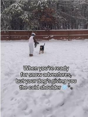 All you want is to play in the snow and make the most of the winter wonderland, but your dog has other plans. Instead of excitement, they give you that look like, ‘Nope, go away.’ Guess someone’s not a fan of the snow today! #rescuedogs #dogsoftiktok #DogsAreFamily #dogtoker #dog #dogtok #dogmomstok #snowstorm2025 #wannabuildasnowman 