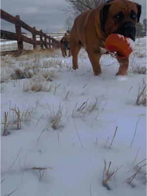 Snow day walk ❄️  . . #boerboels #boerboelsoftiktok #dogs #dogsoftiktok #doglover #dogsofttiktok #doggos #largebreed #largebreedlovers #largebreeddogs #bigdog #bigdogsoftiktok #bigdoglove #snowdog #snow #snowlover #snowday #❄️ #dogwalk #dogvideos #dogreels #snowwalk #littermates #littermatesforlife #naturelover #colorado #maximusandmorpheus #doglover #dogsarelife #dogsoftiktokviral #dogtok 