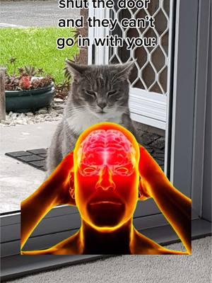 Their little brains are so confused #catmemes #catmemesdaily #catmemesforlife #funnycats #funnycatsoftiktok #memes #meme #comedy #funny #fyp #fypシ 