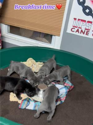 About that time to transition them to a bigger area ❤️ #upstatecanecorso #canecorso #stilborn #puppy #cute #puppytiktok #animalsoftiktok #breakfast #guardiansofthegalaxy 