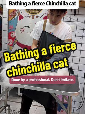 Bathing a fierce Chinchilla cat From Nails to Ears: Elevating Your Cat's Well-Being with Proper Grooming In today's video, we delve into the subtleties of cat grooming and why it can sometimes appear more dramatic than it really is. If you've ever seen a cat being cleaned or groomed and thought it looked like torture, this footage will change your mind. The truth is that thorough grooming - from trimming your cat's claws to cleaning its ears - plays a pivotal role in a cat's overall health and happiness. Why focus so much on nails, ears, and paw hair? Overgrown nails pose risks, such as snagging on fabrics, scratching family members, and possibly curling into a cat's paw pad. By keeping nails at a healthy length, you prevent pain and potential infections. Meanwhile, regular ear maintenance helps avert wax buildup, mites, and the threat of severe ear infections that could lead to hearing loss. Paw hair, though often overlooked, is equally critical: it can form mats or trap debris that might cause tripping hazards or harbor bacteria. And let's not forget the powerful role bathing can play - removing tough dirt, controlling allergies, and supporting treatment for skin conditions. Emotional benefits also come into play. Grooming routines allow you to bond more intimately with your cat. A calm environment, gentle handling, and soothing talk can transform grooming time into a bonding session. This relationship-building is vital: a more trusting cat is less likely to resist future grooming and vet visits. Alongside emotional health, grooming is your gateway to early disease detection. Finding lumps, rashes, or abnormalities during grooming can lead to earlier intervention and better outcomes. So, while the process might look intense on the surface, it's one of the kindest gestures you can offer your feline friend. Preventing discomfort, reducing stress, and improving overall hygiene is well worth the effort. For anyone wondering about the nitty-gritty of cat grooming or feeling nervous about doing it themselves, this video offers an excellent starting point. You'll see how a seemingly daunting task can be performed with care, precision, and love - resulting in a happier, healthier cat. #CatGrooming #CatHealth #CatCareRoutine #KittyBath #BondingTime #PetWellness #FelineLifestyle #PetParent #CatTips #HealthyFur #GroomingEssentials #LovemyCat #PetOwnerLife #satisfyingvideo #asmr #catsounds #meow #catbath #cat #chinchilla 