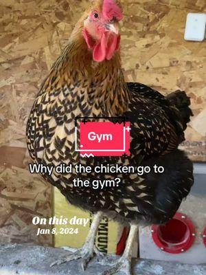 #onthisday #chickens #chickensoftiktok #joke #funnyvideo #chickenjokes😂 #si_melly #farmlife #wyandotte #dadjokes #gym #peck 