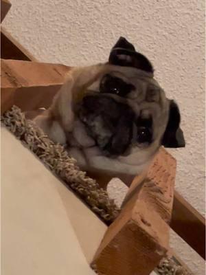 Allllllllways watching 👀  #pug #pugs #pugsoftiktok #dog #dogsoftiktok #dogs #fyp 